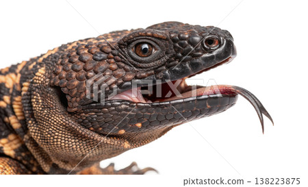 Isolated Gila monster venomous lizard reptile orange yellow. Isolated Gila monster venomous lizard reptile orange yellow. 138223875