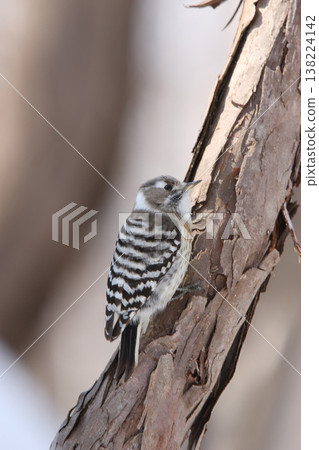 最小的啄木鳥,日本侏啄木鳥,北海道野生鳥類 最小的啄木鳥,日本侏啄木鳥,北海道野生鳥類 138224142