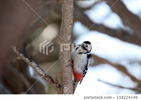 大斑啄木鳥(雌性)北海道野生鳥類 大斑啄木鳥(雌性)北海道野生鳥類 138224146