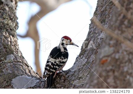 白背啄木鳥、大斑啄木鳥、大斑啄木鳥、大斑啄木鳥、北海道野鳥 白背啄木鳥、大斑啄木鳥、大斑啄木鳥、大斑啄木鳥、北海道野鳥 138224170