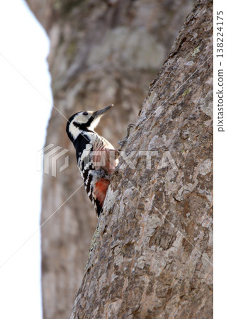 白背啄木鳥、大斑啄木鳥、大斑啄木鳥、大斑啄木鳥、北海道野鳥 138224175