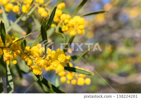 Vibrant yellow blossoms adorn branches in a sunny garden during springtime, celebrating nature's beauty and renewal 138224201