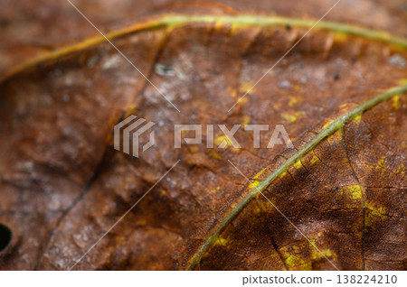 Exploring the intricate textures of autumn leaves in a serene forest setting Exploring the intricate textures of autumn leaves in a serene forest setting 138224210