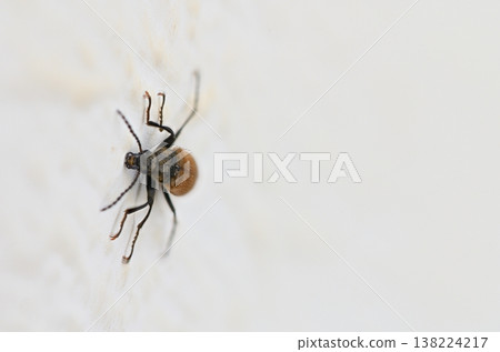 Tiny insect explores a smooth white surface in a home setting during daylight hours Tiny insect explores a smooth white surface in a home setting during daylight hours 138224217