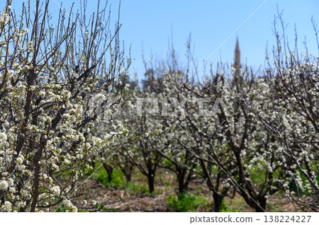 Blossoming pear trees greet the spring sun in a vibrant orchard near the countryside village Blossoming pear trees greet the spring sun in a vibrant orchard near the countryside village 138224227