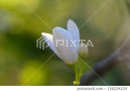 Delicate white bloom emerges on a sunny afternoon in a lush garden, symbolizing the beauty of springtime awakening Delicate white bloom emerges on a sunny afternoon in a lush garden, symbolizing the beauty of springtime awakening 138224229