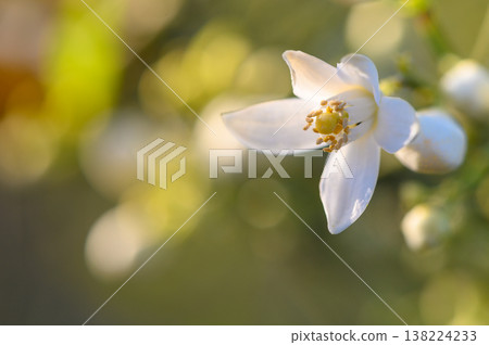Delicate white flower blossoms under the warm glow of sunlight in a peaceful garden setting during the golden hour 138224233