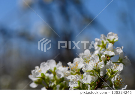 Blossoming pear flowers dance in the gentle spring breeze beneath a vibrant blue sky 138224245