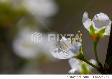Blossoming cherry tree in soft sunlight brings tranquility to a spring afternoon Blossoming cherry tree in soft sunlight brings tranquility to a spring afternoon 138224247