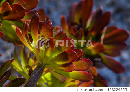 Vibrant succulents basking in sunlight with hues of green and red against a blurred background in a serene garden setting Vibrant succulents basking in sunlight with hues of green and red against a blurred background in a serene garden setting 138224255