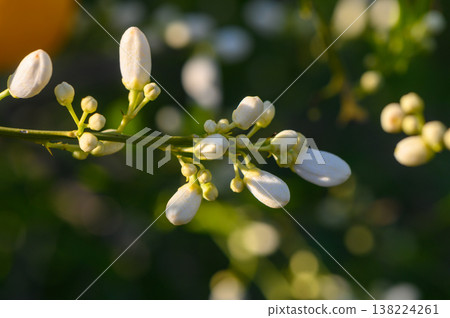 Blossoming branches reveal delicate white flowers in early morning sunlight at a serene garden retreat Blossoming branches reveal delicate white flowers in early morning sunlight at a serene garden retreat 138224261