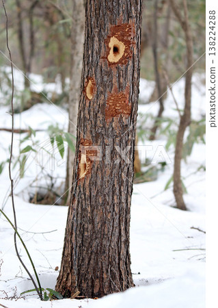 日本啄木鳥（日本最大的啄木鳥）的覓食痕跡。 138224288