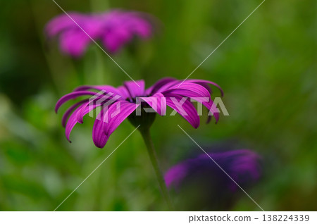 Vibrant purple flowers blooming in a lush garden during a warm afternoon, creating a picturesque natural setting 138224339