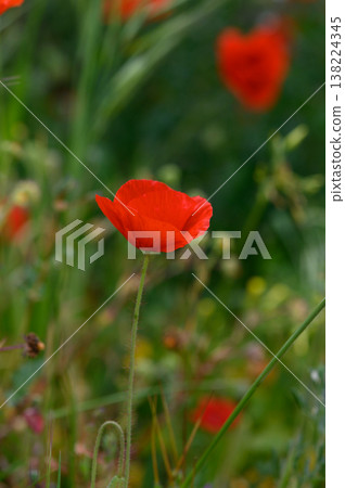 Vibrant red poppy sways gently in the breeze amidst a lush green meadow during a sunny afternoon in spring Vibrant red poppy sways gently in the breeze amidst a lush green meadow during a sunny afternoon in spring 138224345