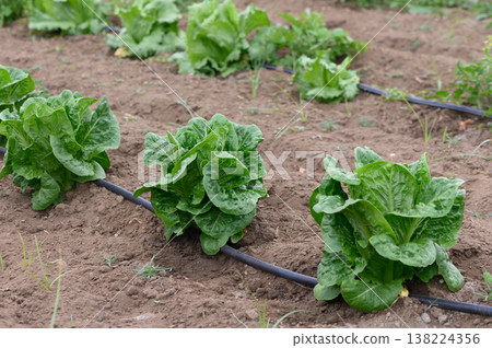 Fresh romaine lettuce thriving in a sunny garden bed during the summer harvest season 138224356