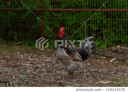 Rooster strutting confidently in a serene farmyard setting at dusk Rooster strutting confidently in a serene farmyard setting at dusk 138224376