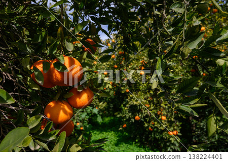 Vibrant orange grove during the golden hour of late afternoon in a serene agricultural landscape 138224401