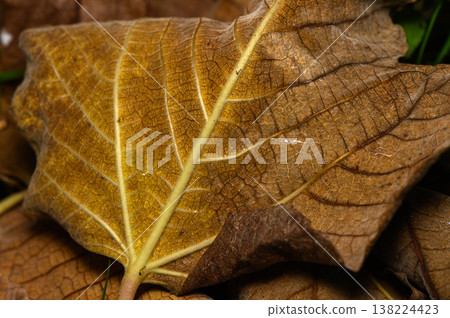 Golden autumn leaves resting on the forest floor showcase nature's vibrant colors during fall season 138224423