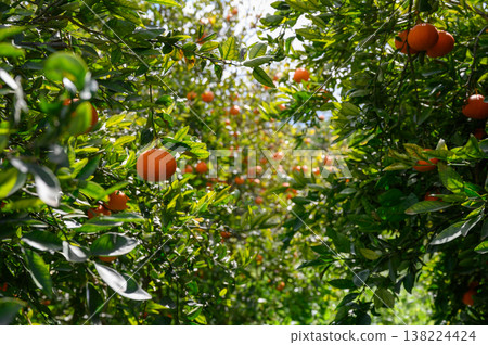 Orchard filled with ripe oranges in sunlight, perfect for a day of picking fruits and enjoying nature's bounty Orchard filled with ripe oranges in sunlight, perfect for a day of picking fruits and enjoying nature's bounty 138224424