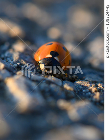 Vibrant ladybug crawls on a textured surface during golden hour, capturing the essence of nature's delicate wonders 138224445
