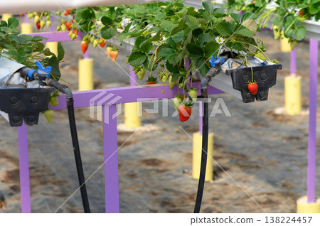 Strawberry plants flourishing in a modern greenhouse with colorful hydroponic systems and vibrant green foliage Strawberry plants flourishing in a modern greenhouse with colorful hydroponic systems and vibrant green foliage 138224457