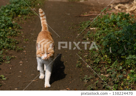 Bright orange tabby cat strolls down a sunlit path surrounded by greenery on a warm afternoon in a peaceful countryside setting Bright orange tabby cat strolls down a sunlit path surrounded by greenery on a warm afternoon in a peaceful countryside setting 138224470
