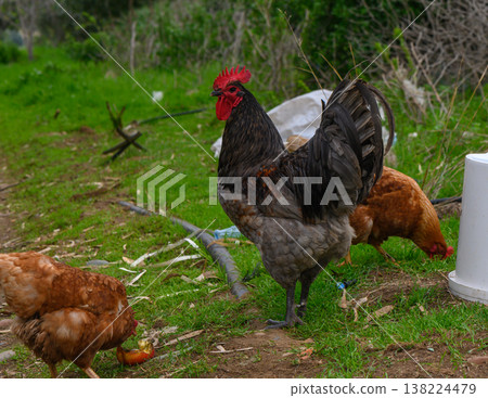 Colorful rooster stands proudly among hens in a lush countryside setting during a sunny afternoon 138224479