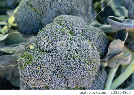Freshly harvested broccoli showcasing vibrant green hues from a sunny organic farm Freshly harvested broccoli showcasing vibrant green hues from a sunny organic farm 138224503