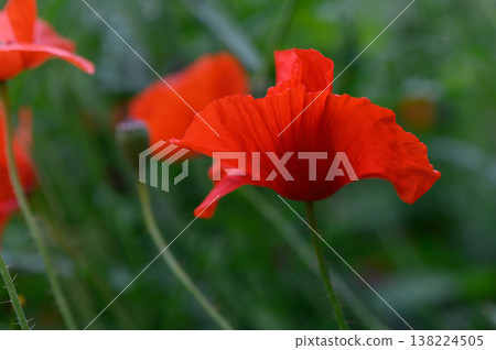 Vibrant red poppies sway gently in the breeze under a soft spring sun, creating a stunning display of nature's beauty in a lush field Vibrant red poppies sway gently in the breeze under a soft spring sun, creating a stunning display of nature's beauty in a lush field 138224505