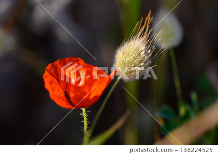 Bright red poppy flower stands out beside a fluffy grass spike in a vibrant meadow during warm sunlight 138224525