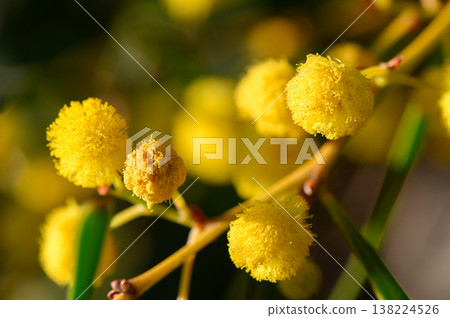 Delicate golden blooms adorn the branches of a mimosa tree under the warm afternoon sunlight in a serene garden setting 138224526