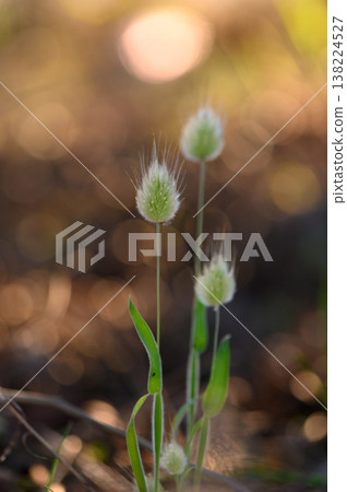 Delicate tufts sway gently in the evening light, capturing the essence of nature's tranquility in a serene forest setting Delicate tufts sway gently in the evening light, capturing the essence of nature's tranquility in a serene forest setting 138224527