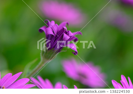 Delicate purple petals unfold, adding vibrant charm to the serene garden setting during a sunny afternoon 138224530
