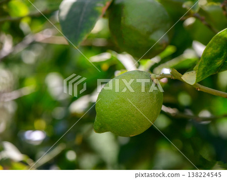 Green lemon growing on branch with blurred background in Cyprus garden Green lemon growing on branch with blurred background in Cyprus garden 138224545