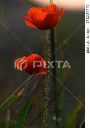 Striking poppies sway gently in the evening breeze, showcasing their vibrant red petals in a tranquil field at sunset Striking poppies sway gently in the evening breeze, showcasing their vibrant red petals in a tranquil field at sunset 138224592