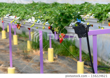 Strawberry plants flourishing in a vibrant hydroponic greenhouse during the peak growing season Strawberry plants flourishing in a vibrant hydroponic greenhouse during the peak growing season 138224621