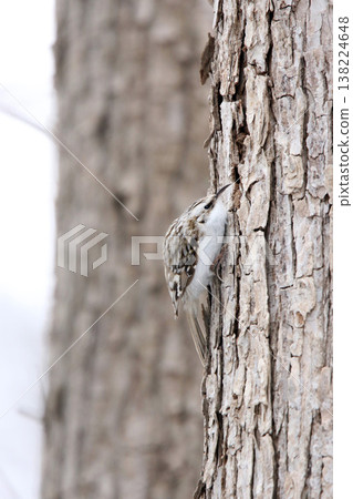 Treecreeper Treecreeper Treecreeper Hokkaido Wild Bird Treecreeper Treecreeper Treecreeper Hokkaido Wild Bird 138224648