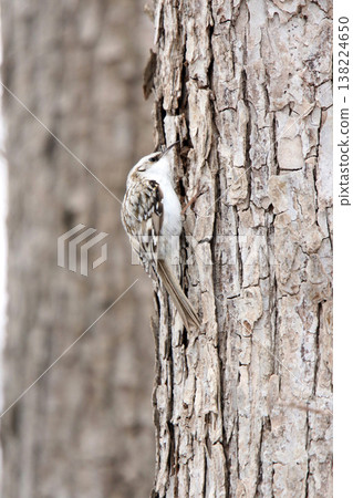 Treecreeper Treecreeper Treecreeper Hokkaido Wild Bird Treecreeper Treecreeper Treecreeper Hokkaido Wild Bird 138224650