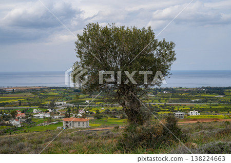 Expansive coastal landscape featuring a lonely olive tree under an overcast sky 138224663