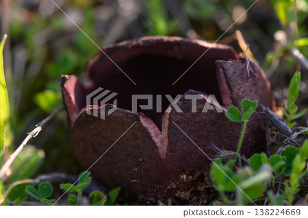 Curious fungus emerges from the earth in a lush green meadow during springtime 138224669