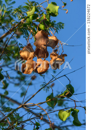 Jacaranda flowering branch close-up ideal for botanical, landscape, Jacaranda flowering branch close-up ideal for botanical, landscape, 138224672