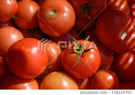 Freshly harvested tomatoes bask in the warm sunlight, showcasing vibrant colors of summer produce Freshly harvested tomatoes bask in the warm sunlight, showcasing vibrant colors of summer produce 138224701