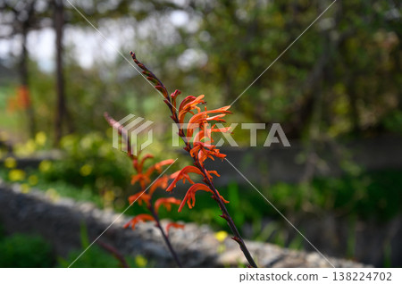 Vibrant orange flowers bloom amidst lush greenery in a tranquil garden during bright daytime Vibrant orange flowers bloom amidst lush greenery in a tranquil garden during bright daytime 138224702