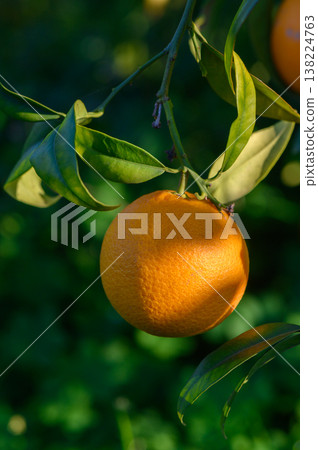 Bright orange fruit hangs from a lush green branch under the warm sunlight 138224763