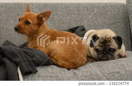 Two adorable dogs relaxing on a cozy gray sofa during a lazy afternoon at home Two adorable dogs relaxing on a cozy gray sofa during a lazy afternoon at home 138224774