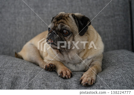 Charming pug relaxing on a cozy sofa in a modern living room setting Charming pug relaxing on a cozy sofa in a modern living room setting 138224777
