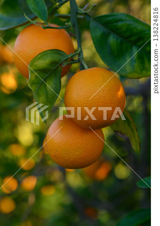 Freshly picked oranges hanging from a lush green tree in a sunny orchard Freshly picked oranges hanging from a lush green tree in a sunny orchard 138224816