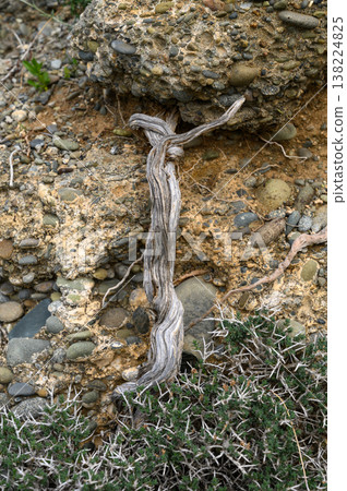 Wonder of nature captured in twisted driftwood at rocky shoreline during calm Wonder of nature captured in twisted driftwood at rocky shoreline during calm 138224825