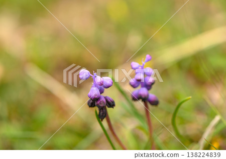 Delicate purple flowers bloom in a vibrant meadow during a sunny in springtime 138224839