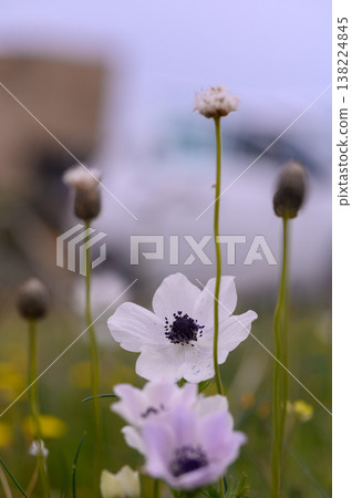 Colorful wildflowers sway gently in the soft breeze under a serene sky near Colorful wildflowers sway gently in the soft breeze under a serene sky near 138224845